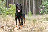 BEAUCERON 400